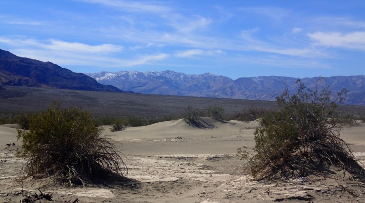 Creosote bushes scattered about the Mojave Desert.