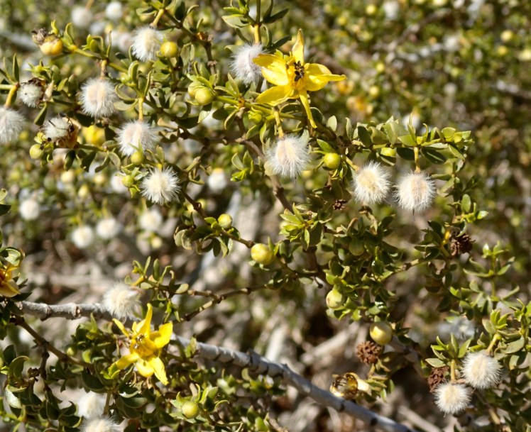 Photo of a creosote bush in full bloom