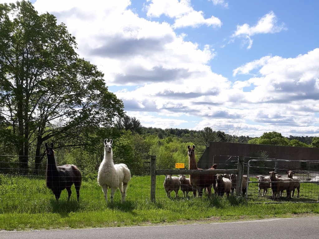Fenced-n field with sheep and alpacas