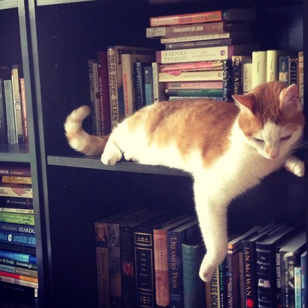 Cat on the middle shelf of a bookcase.